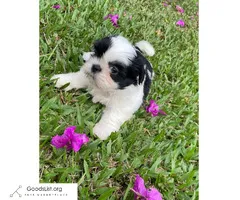 Shih Tzu Puppies