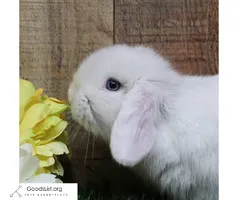 Holland lop Rabbits